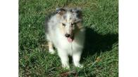 Collie Puppies Available Yellowknife Northwest Territories